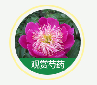 观赏芍药