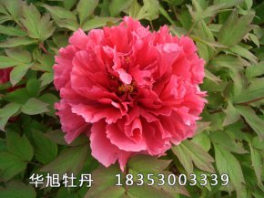 花王