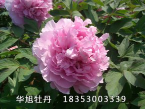 蓝芙蓉