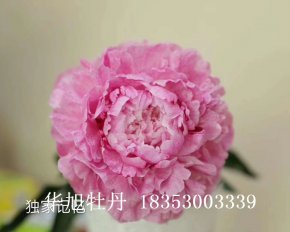 进口芍药品种-独家记忆